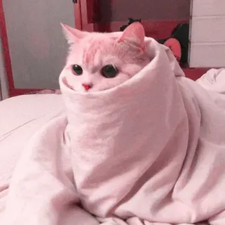 ☁️ 194431be Katze, Tier, niedlich, Decke, rosa, gemütlich whatsapp sticker