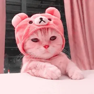 ☁️ 1fd9aff3 Katze, Kätzchen, Haustier, Tier, süß, rosa, Bärenmütze whatsapp sticker