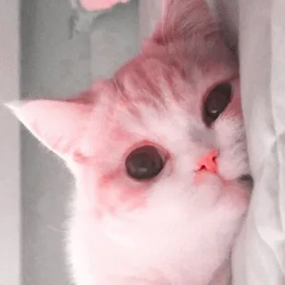 🍧 31b20790 Katze, Kätzchen, süß, Tier, Haustier, rosa, entzückend whatsapp sticker