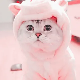 ☁️ 4ddaefac Katze, süß, Tier, Haustier, Kätzchen, kawaii, rosa, Hoodie whatsapp sticker