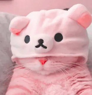 🎀 5fabdca4 Katze, Kätzchen, rosa, Hut, süß, Tier, Haustier whatsapp sticker