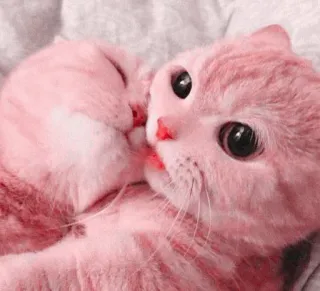 ☁️ 7da3f551 Katzen, Kätzchen, rosa, Tiere, süß whatsapp sticker