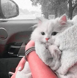 ☁️ b0b07829 Katze, Haustier, niedlich, Tier, flauschig, weiße Katze, Hauskatze, Perserkatze whatsapp sticker