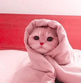 🍧 b609f5c6 Katze, Kätzchen, Tier, Decke, süß, Haustier whatsapp sticker