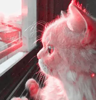 🎀 f2c148fa Katze, Kätzchen, Fenster, Haustier, süß, Tier whatsapp sticker