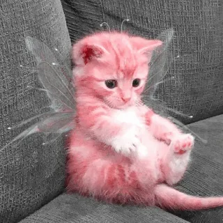 🍧 f98a7529 kätzchen, katze, fee, flügel, niedlich, tier, haustier, rosa whatsapp sticker
