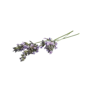 🌸 46883f67 lavender, bunga, ungu, tanaman, wangi, alam, floral whatsapp sticker