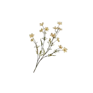 🌼 827e704a bunga, tanaman, alam, motif bunga, botani whatsapp sticker