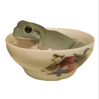 🌟 a54aceee katak, mangkuk, binatang, amfibi, imut, hewan peliharaan whatsapp sticker