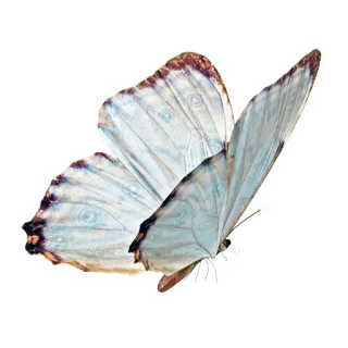 🦋 fbf79545 kupu-kupu, serangga, alam, biru, sayap, terbang, morpho, hewan whatsapp sticker