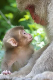 🐒 15ce2455 猿, 赤ちゃん, 動物, 野生動物, 哺乳類, 自然, 霊長類 telegram sticker