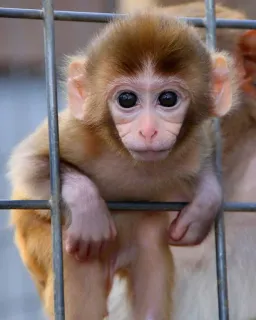 🐒 6e2a0645 猿, 子猿, 動物, かわいい, 霊長類, 動物園, 檻, 野生動物 telegram sticker