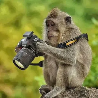 🐒 7168f97a Nikon 猿, カメラ, ニコン, 野生動物, 動物, 写真, 写真家 telegram sticker