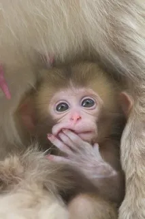 🐒 7338c5d3 猿, 子猿, 可愛い, 動物, 野生動物, ポートレート telegram sticker