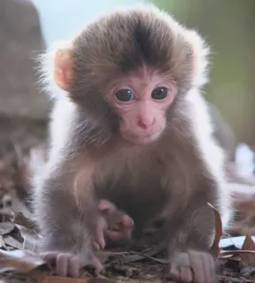 🐒 a96ede92 猿, 動物, 赤ちゃん猿, かわいい, 野生動物, 霊長類 telegram sticker