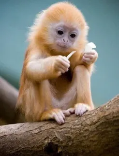 🐒 d5176abb 猿, 動物, かわいい, 野生動物, 霊長類 telegram sticker