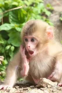 🐒 e9595719 猿, 子猿, 動物, 野生動物, 霊長類, かわいい, 若い猿 telegram sticker