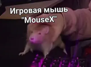 😱 1e6e934a Игровая мышь "MouseX" souris, gamer, animal de compagnie, rongeur, gaming telegram sticker