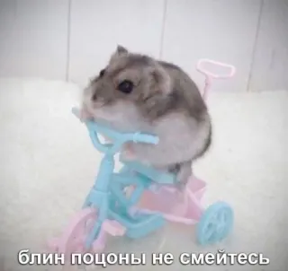 😅 2c16fbc1 блин поцоны не смейтесь hamster, tricycle, mignon, animal, animal de compagnie, rongeur telegram sticker