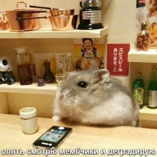 😎 3fa00638 опять смотрю мембчики и деградирую hamster, mème, téléphone, animal, cuisine telegram sticker