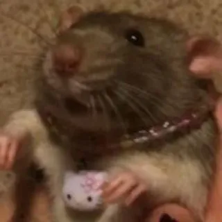 Мышиные мордахи 🐭 whatsapp stickers