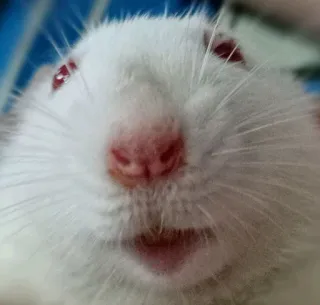 👆 6653a863 rat, blanc, animal, animal de compagnie, mignon telegram sticker