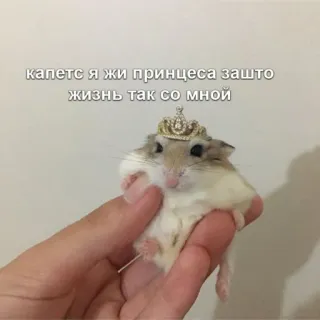 👑 7ae91337 капец я жи принцеса зашто жизнь так со мной hamster, princesse, mignon, animal, couronne, mème telegram sticker