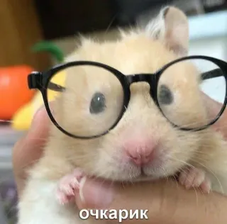 👓 a5ca5b8f очкарик hamster, lunettes, nerd, animal de compagnie, mignon, animal telegram sticker