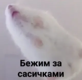 🗿 ac45814e Бежим за
сасисками rat, course, animal, russe, texte telegram sticker