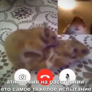 🙂 b7c5c37e атнашения на расстоянии
ето самое тяжелое испытание Hamster, Distance, Relations, Animaux, Internet, Appel vidéo, Animaux de compagnie telegram sticker
