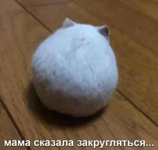 😐 c965e791 мама сказала закругляться... hamster, animal, mignon, russe, mème telegram sticker