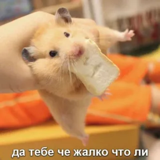 🥺 dbdf8e0d да тебе че жалко что ли hamster, mème, pain, mignon, animal telegram sticker
