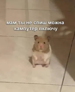 🥺 f4bd1d6a мам ты не спиш можно кампутер включу hamster, mignon, animal, mème telegram sticker
