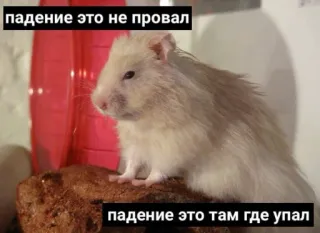 ☝️ fe0efe9c падение это не провал
падение это там где упал hamster, animal de compagnie, animal, rongeur telegram sticker