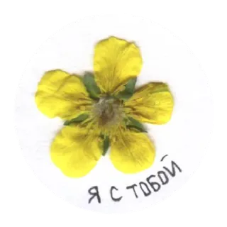 ☺️ 3c39eb0c Я с тобой fiore, giallo, floreale, russo, sostegno whatsapp sticker