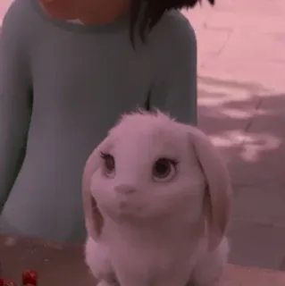 💭 033a17f1 rabbit, animal, cute, bunny, white telegram sticker