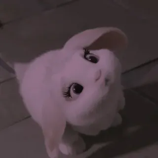 🍥 c2d71f37 rabbit, bunny, animal, cute, pet, white telegram sticker