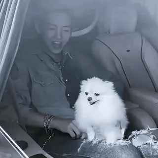 🔗 330ac84d người đàn ông, chó, trong nhà, xe hơi, đang ngồi, phương tiện telegram sticker