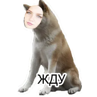 😅 49d653ea ЖДУ Hund, Sticker, Gesicht, Frau, Warten telegram sticker
