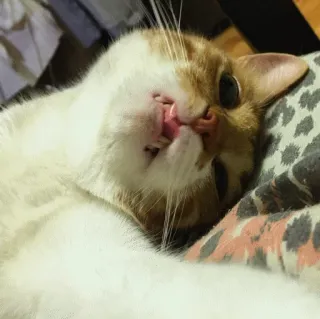 😴 027ca045 Katze, Haustier, Tier, süß, lustig, liegend, orange-weiß telegram sticker