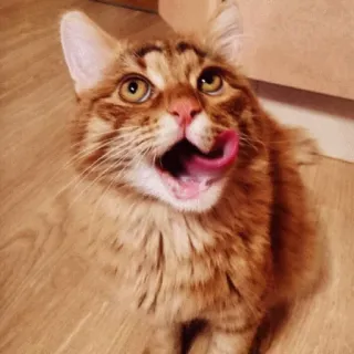 😛 0405a64a Katze, Tier, lecken, Zunge, Haustier, häuslich telegram sticker