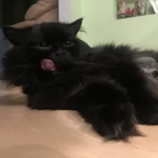 😎 0818abbd Katze, schwarze Katze, Perserkatze, Haustier, Tier, süß, Zunge, lecken telegram sticker