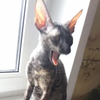 😝 0c2c6a37 Katze, Gähnen, Haustier, Haustier, süß, Tier, Fenster, Tageslicht telegram sticker