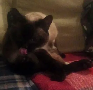 😜 0eaeda47 Katze, Tier, Haustier, Siamkatze, Pflege, Katzenartig telegram sticker