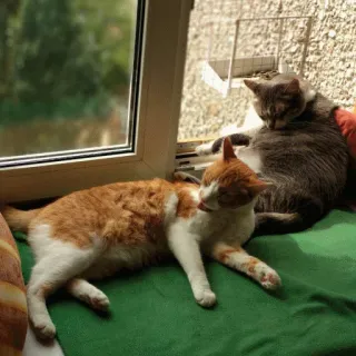 😮 1119ffb1 Katze, Katzen, orange Katze, graue Katze, Tiere, Haustiere, Fenster, süß telegram sticker