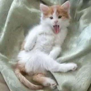 😛 16780a8c kätzchen, katze, gähnen, orange, weiß, tier, süß, haustier telegram sticker