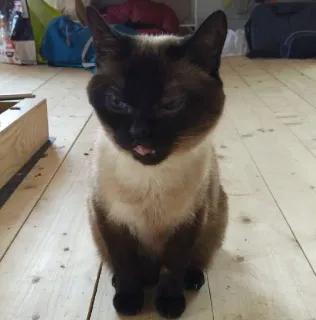 😩 18b1212d Katze, Siamesische Katze, Tier, Haustier, Hauskatze, Katzenartig telegram sticker