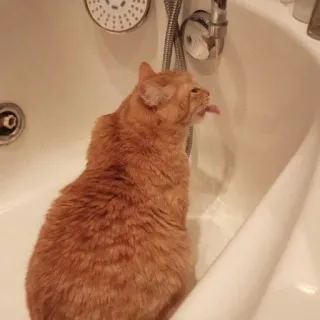 😐 220484af Katze, Dusche, Bad, lustig, Haustier, Tier, getigerte Katze, Zunge telegram sticker