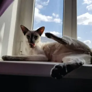 😎 2a856be0 Katze, Tier, Haustier, Siamkatze, Fenster, süß, lecken telegram sticker