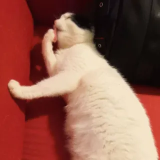 👻 2b44af3e Katze, Tier, Haustier, Haustier, Säugetier, weiße Katze, schwarz-weiße Katze telegram sticker